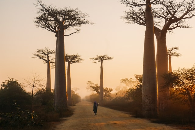 Beautiful trees in Madagascar