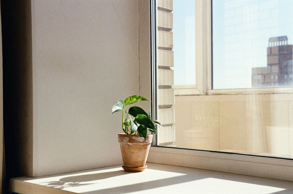 Plant pot on a windowsill